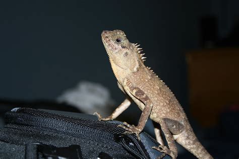 Maybe you would like to learn more about one of these? Mountain Horned Dragon | Flickr - Photo Sharing!