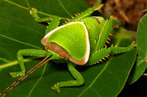 Sinobug Giant False Leaf Katydid Nymph Pseudophyllus