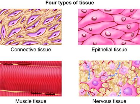 🔹علم الأنسجة Histology 🔬 📌هو العلم الذي يدرس الأنسجة Tissues و