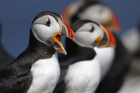 Puffins Fill Up Nesting Islands This Year Despite Challenges The