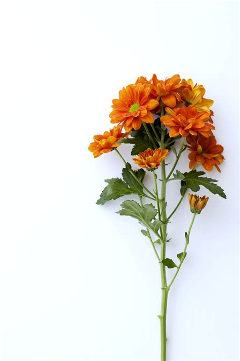 The size the element 4000px. A single stem of the orange Chrysanthemum flower ...