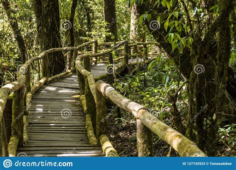 Wooden Bridge In Mossy Highlands Tropical Rain Forest In Thailand