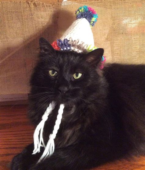 Birthday Hat Happy Birthday Hats For Cats Cat Costumes Pet Etsy