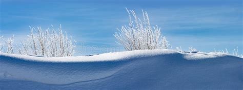 Snow Covered Landscape Close Up Stock Photo Image Of Plant Nature