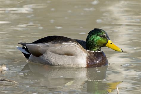 Filemale Mallard Duck 3 Wikimedia Commons