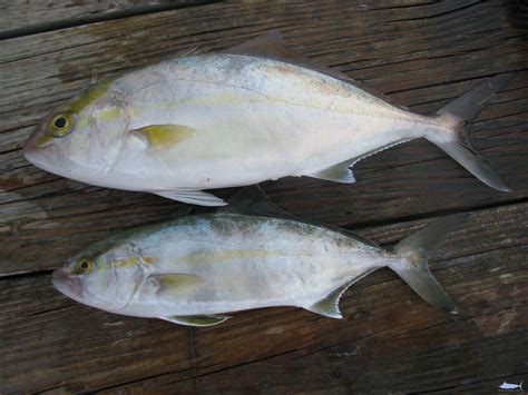 Lesser Amberjack Fishes Of North Carolina