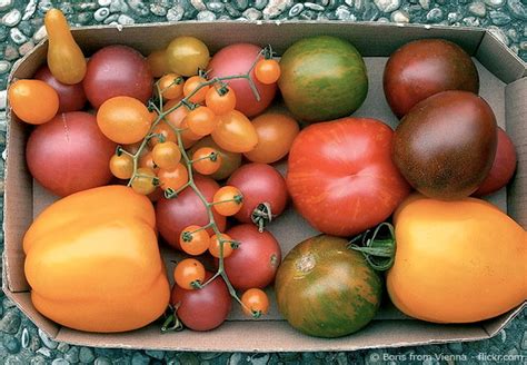 Tomaten richtig anpflanzen und düngen pflanze die tomaten etwa 5 cm bis 10 cm tiefer als im topf. tomaten-anpflanzen - Garten | HausXXL | Garten | HausXXL