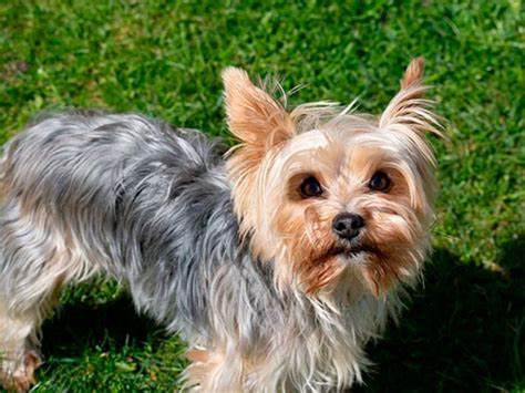 Йоркширський тер'єр – найпопулярніша порода собак в Україні Картинка - Йоркширський тер'єр – найпопулярніша порода собак в Україні