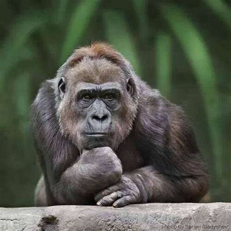 صور غوريلات معلومات وانواع الغوريلا Gorilla Monkey Primates
