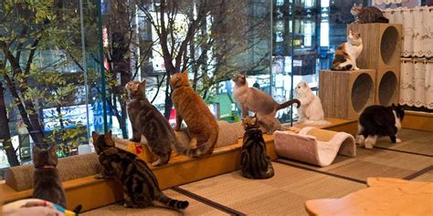 Bristols First Cat Cafe Set To Open In January Best Of Bristol