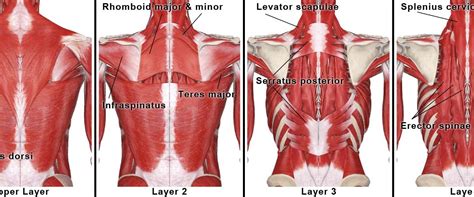 Areas Of The Upper Back Causes Of Pain In The Right Side Md Health