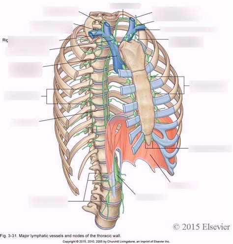 Lymphatic Drainage Of The Thoracic Wall Diagram Quizlet