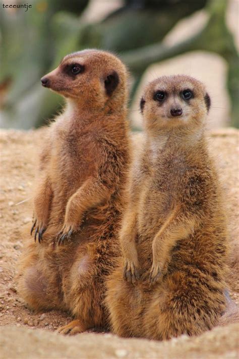 33 Best Meerkats So Cute Images On Pinterest Wild Animals Adorable