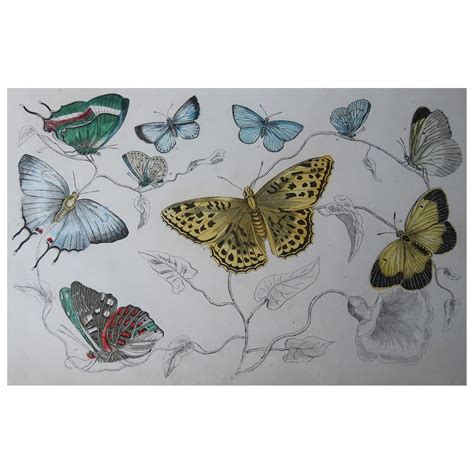 Set Of 24 Original Antique Prints Of Butterflies Circa 1880 At 1stdibs