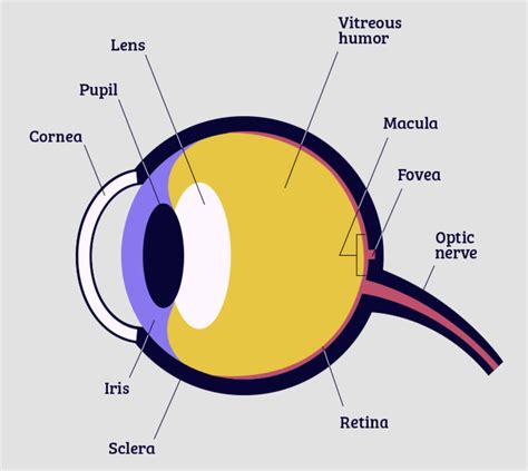 Eyeball Diagram For Kids