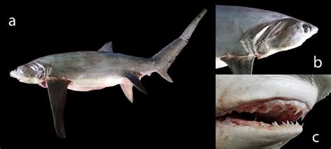 Female Bigeye Thresher Shark Alopias Superciliosus 360 Cm Total