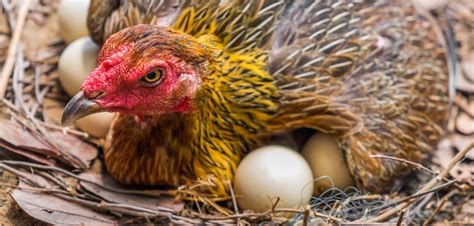 If they are dirty, they don't go to storage but are washed and used immediately for heated purposes. Jak oszukać kury, by niosły więcej jaj? - agrofakt.pl