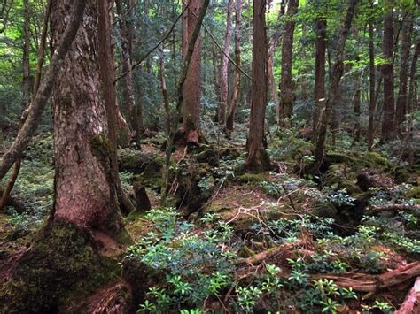 Aokigahara Forest Japans Sea Of Trees