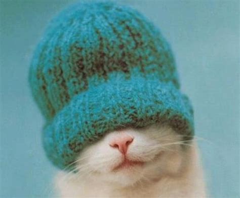 A Cute Gallery Of When Cats Wear Hats