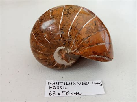 164g Large Nautilus Shell Natural Fossil Conch Specimen Etsy