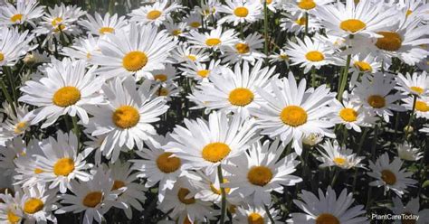 Shasta Daisy Care How To Grow Leucanthemum Maximum