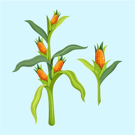 Corn Stalks Vector Illustration 173383 Vector Art At Vecteezy