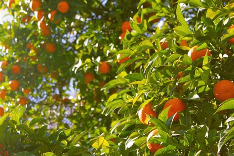 Free Images Branch Farm Fruit Sunlight Leaf Flower Orange Tree Food Green Farming