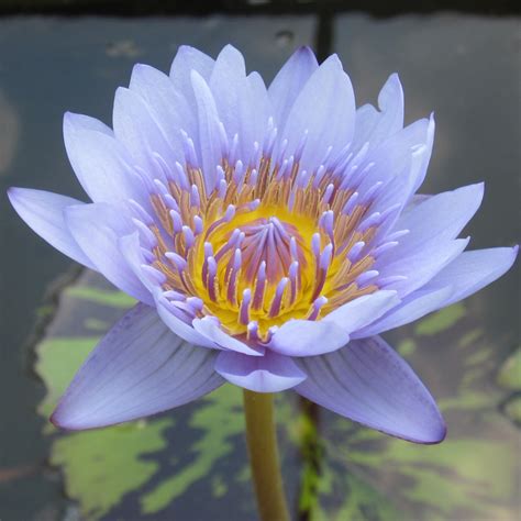 Leopardess Tropical Water Lily Tropical Lilies The Pond Guy
