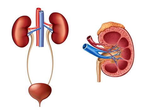 Label The Urinary System Diagram Quizlet