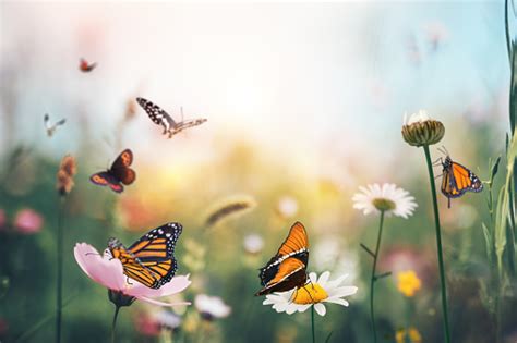 Butterfly Meadow Stock Photo Download Image Now Istock
