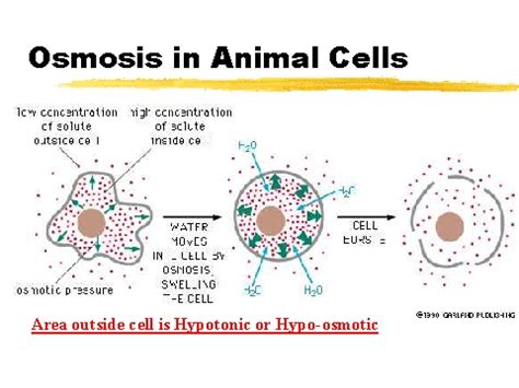 In walled cells, including fungal and plant cells, the presence of a cell wall prevents the cells from bursting as water enters; Osmosis in Animal Cells
