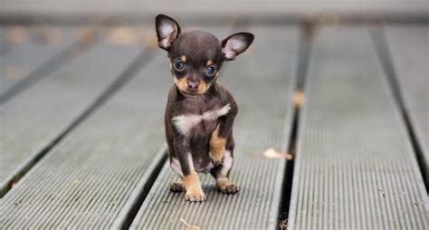 Top 10 Cutest Teacup Dogs That Can Fit In Your Pocket