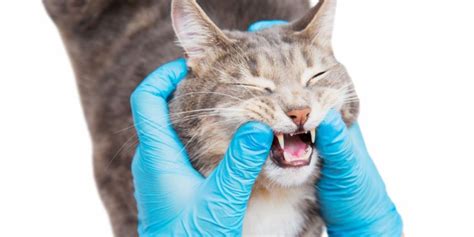 Cat Bleeding From Mouth Causes Treatment And Prevention