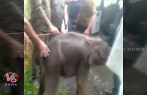 Baby Elephant Stuck In Mud Rescued By Villagers In Assam V News