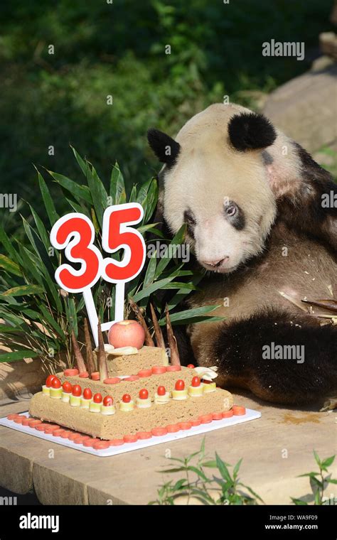 File The Worlds Oldest Captive Giant Panda Xinxing Eats Bamboo