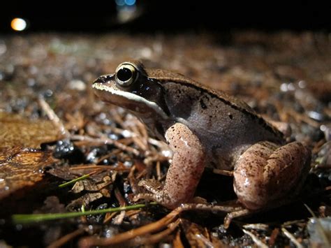 Something Wild Frozen Wood Frogs Thaw Out New Hampshire Public Radio