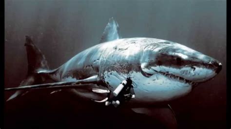 Giant Shark Megalodon Caught On Camera