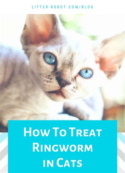 Cat Ringworm Treatment Over The Counter