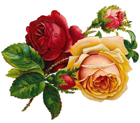 Download Roses Vintage Flowers Royalty Free Stock Illustration Image