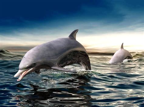 49 Free 3d Dolphin Wallpapers Wallpapersafari
