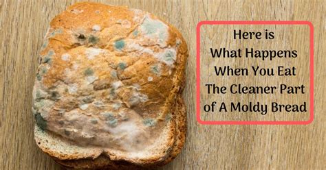 The Clean Part Of The Bread Is Not Safe To Eat Molds Are Everywhere