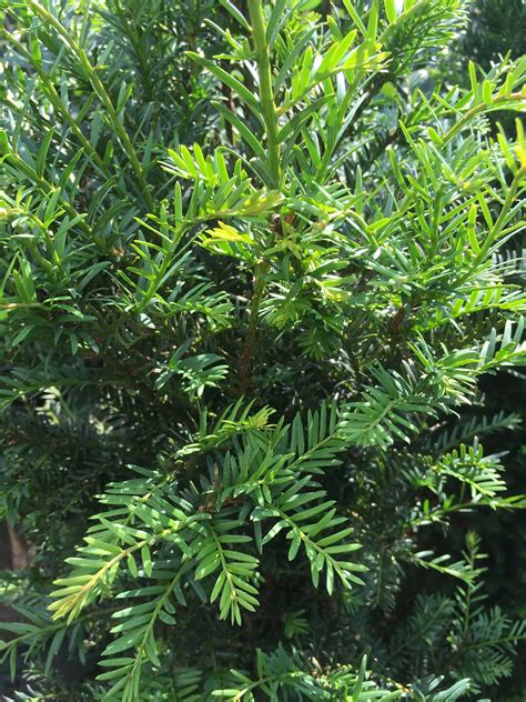 Taxus Baccata Green Mile Trees Green Mile Trees