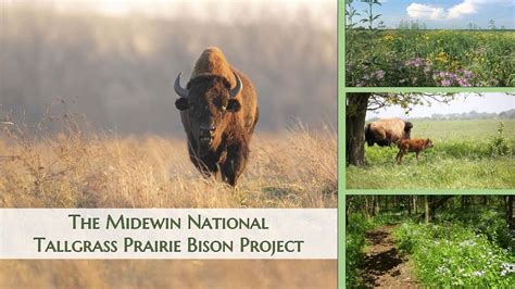 The Midewin National Tallgrass Prairie Bison Project November 1st