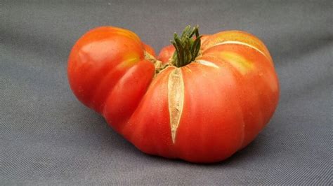 Giant Belgium Tomato Super Sweet Rich Creamy And Smooth Heirloom
