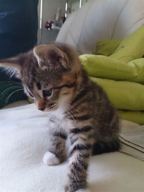 We found joy in every step of the process. Beautiful BlueEyed Bengal X Tabby Kittens for sale | Leigh ...