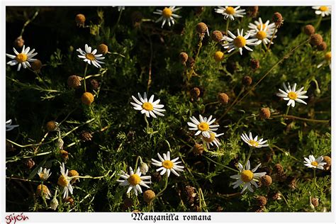 Manzanilla Romana Manuel M V Flickr