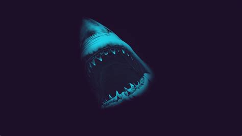 Scary Shark Wallpapers Top Free Scary Shark Backgrounds Wallpaperaccess