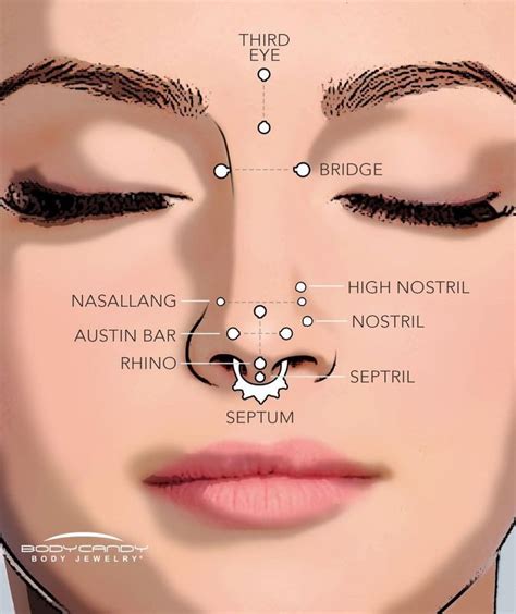 Face Piercings Diagram Layla Hunt
