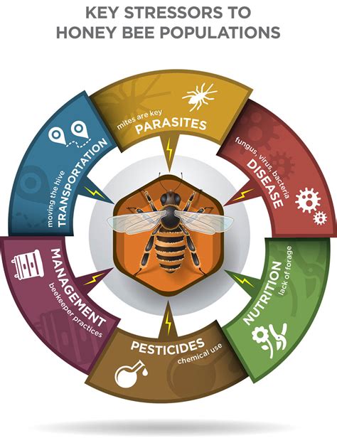 the complex life of the honey bee