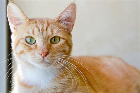 Orange Tabby Cats Fun Facts And More Our Fit Pets